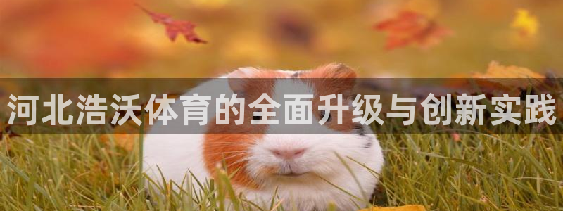 意昂4开户：河北浩沃体育的全面升级与创新实践